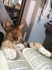fabireadsbooks's profile picture