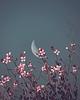 moonrecluse's profile picture