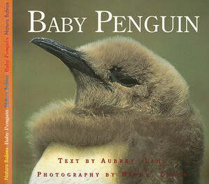 Baby Penguin by Aubrey Lang, Wayne Lynch