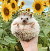 hedgehog68's profile picture