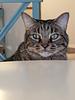 sassychasse's profile picture