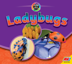 Ladybugs by Aaron Carr