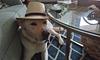gutentag_bonita13's profile picture