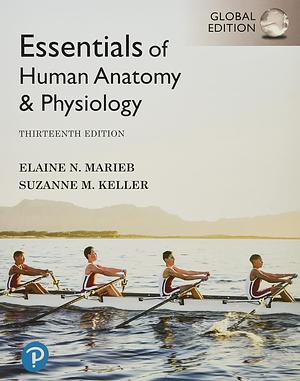 Essentials of Human Anatomy and Physiology, Global Edition by Elaine Marieb, Suzanne Keller