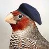 that_finch_like_creature's profile picture