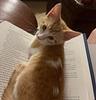 yayforkittens's profile picture