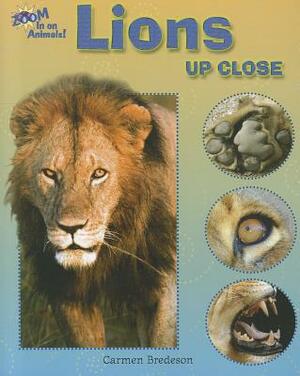 Lions Up Close by Carmen Bredeson