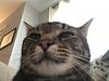 sarah_cottrell's profile picture