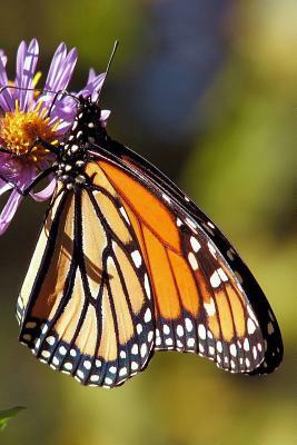 Monarch Butterfly: The Monarch Butterfly or Simply Monarch Is a Milkweed Butterfly in the Family Nymphalidae. by Planners and Journals