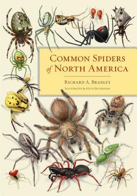 Common Spiders of North America by Richard A. Bradley