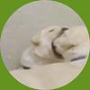 stendhal's profile picture
