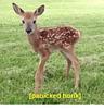 deerlybeloved's profile picture