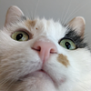 emmulibault's profile picture