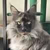 smallishforest's profile picture