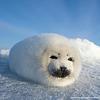littleseal's profile picture