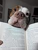 thebooknymph's profile picture