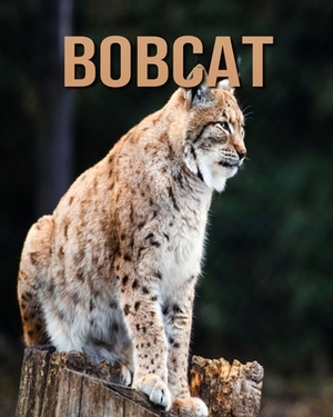 Bobcat: Amazing Photos of Animals in Nature About Bobcat by Alicia Henry