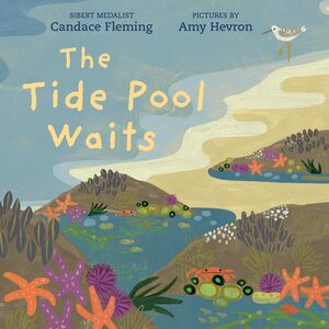 The Tide Pool Waits by Candace Fleming