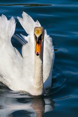 Swan: The Swan Is a Large Aquatic Bird Closely Related to Geese and Ducks. the Swan Is Known for Its Fierce Temperament and by Planners and Journals