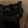 cattfeine's profile picture