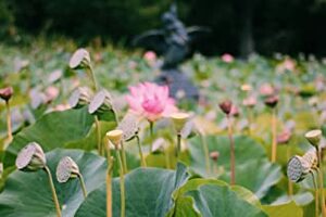 The Bird Fountain by Christy Anne Jones