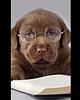 ceilidh_laochra's profile picture