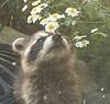 the_readingraccoon's profile picture