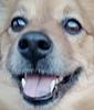 dogsdogsdogs's profile picture