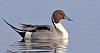 autumn_magpie1790's profile picture