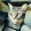 crispybaconator's profile picture