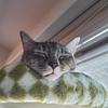 rhopkins's profile picture