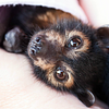 harmonybat's profile picture