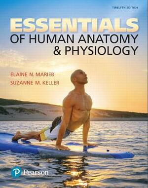 Essentials of Human Anatomy & Physiology by Suzanne Keller, Elaine Marieb