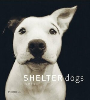 Shelter Dogs by Traer Scott