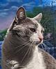 xazz's profile picture
