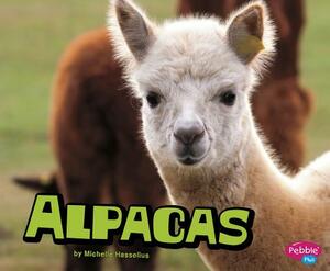 Alpacas by Michelle Hasselius