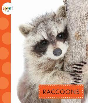 Raccoons by Marysa Storm