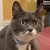 coniferus's profile picture
