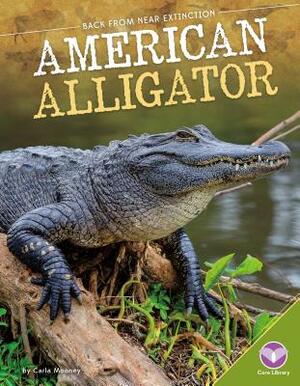 American Alligator by Carla Mooney