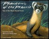 Phantom of the Prairie: Year of the Black-Footed Ferret by Barbara Bash, Jonathan London