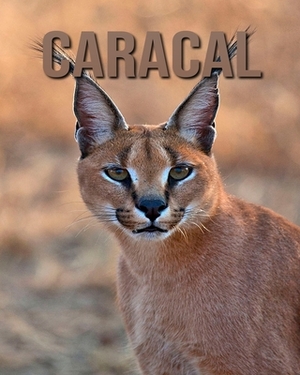 Caracal: Amazing Photos of Animals in Nature About Caracal by Alicia Henry