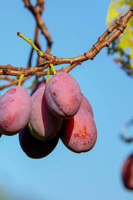 Plums: A Plum Is a Fruit. Plums Bloom Flowers in Groups of One to Five Together on Short Stems, the Fruit Have a Groove Runni by Planners and Journals