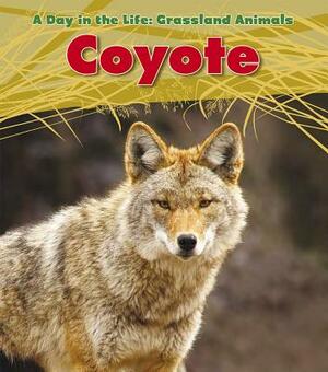 Coyote by Louise Spilsbury