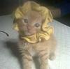 gatitoreads's profile picture