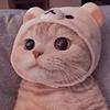 saint_yves's profile picture