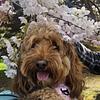 franlib's profile picture