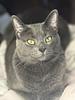 larissa_thenightowl's profile picture