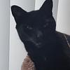 gennywren6237's profile picture