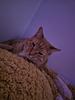 bunii_bee's profile picture