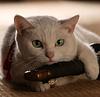 crumpetsushi's profile picture